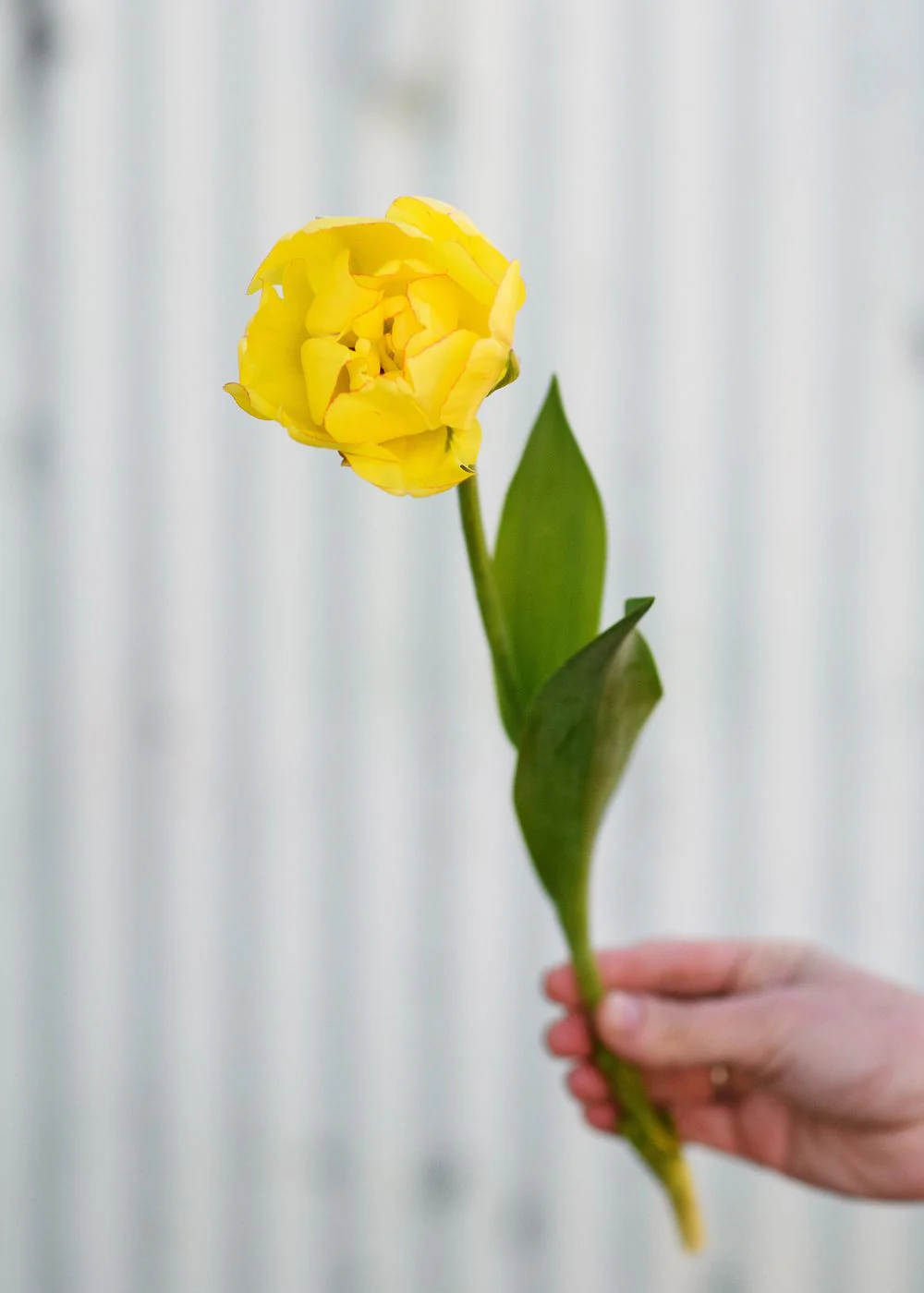 Pre-Cooled Akebono Tulip Bulbs - Image 6