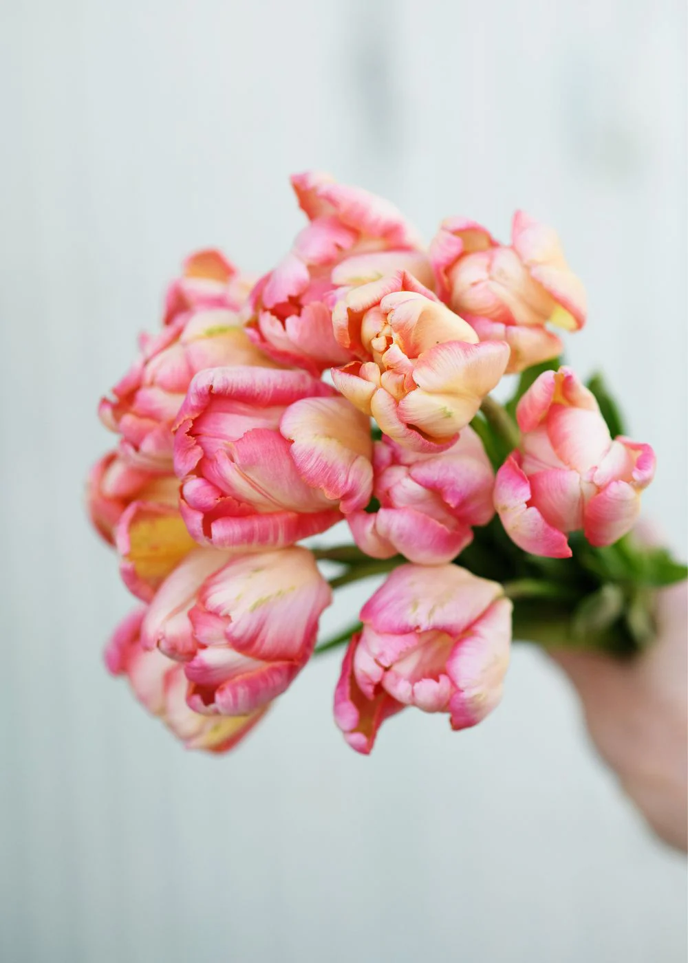 Pre-Cooled Apricot Parrot Tulip Bulbs