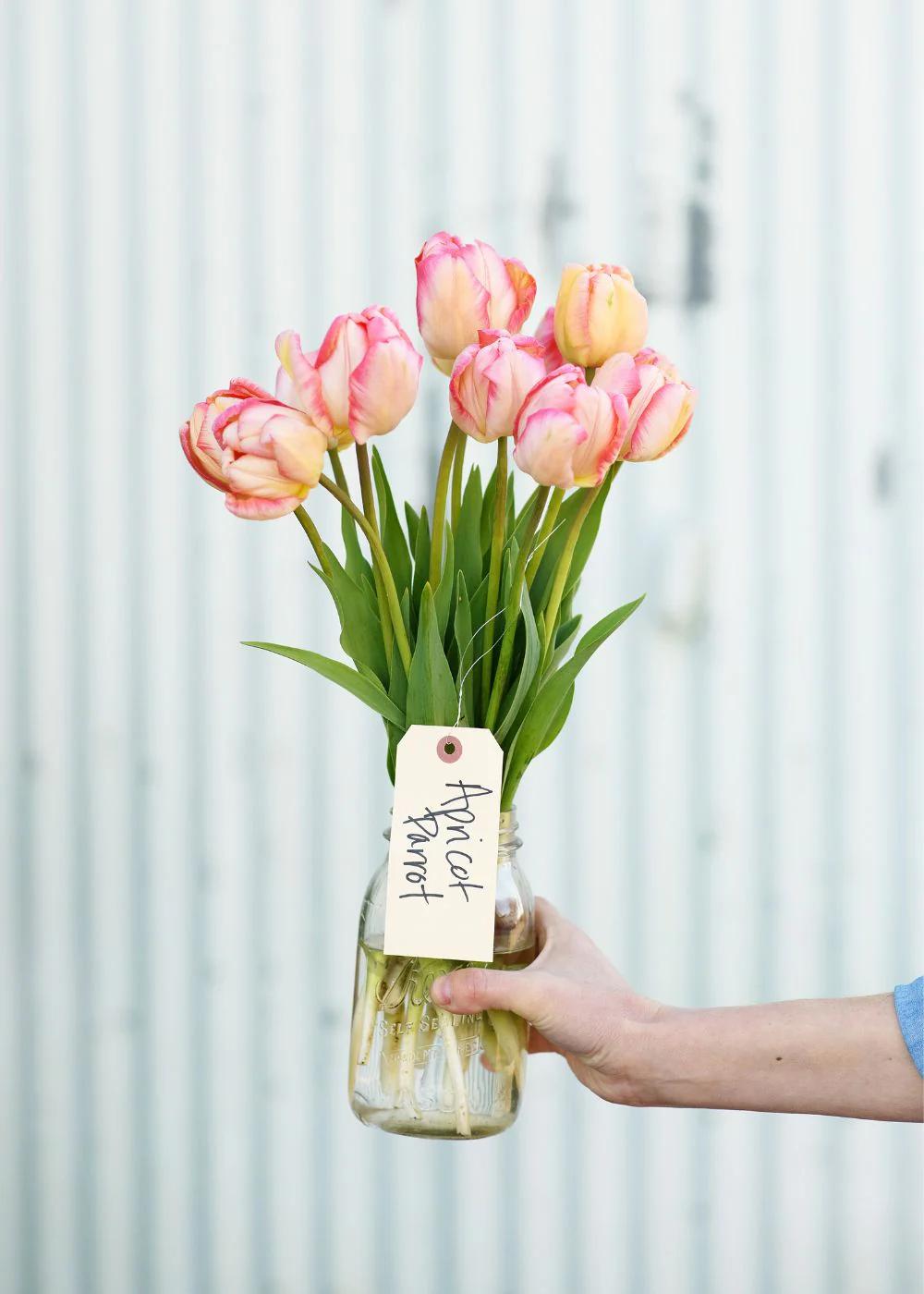 Pre-Cooled Apricot Parrot Tulip Bulbs - Image 2