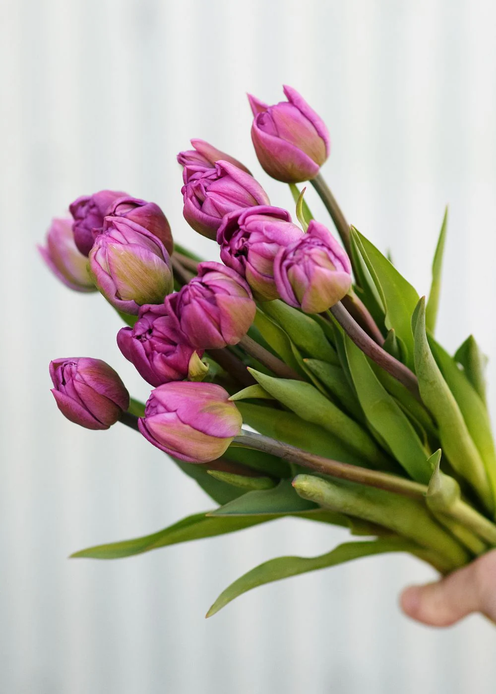 Pre-Cooled Backpacker Tulip Bulbs