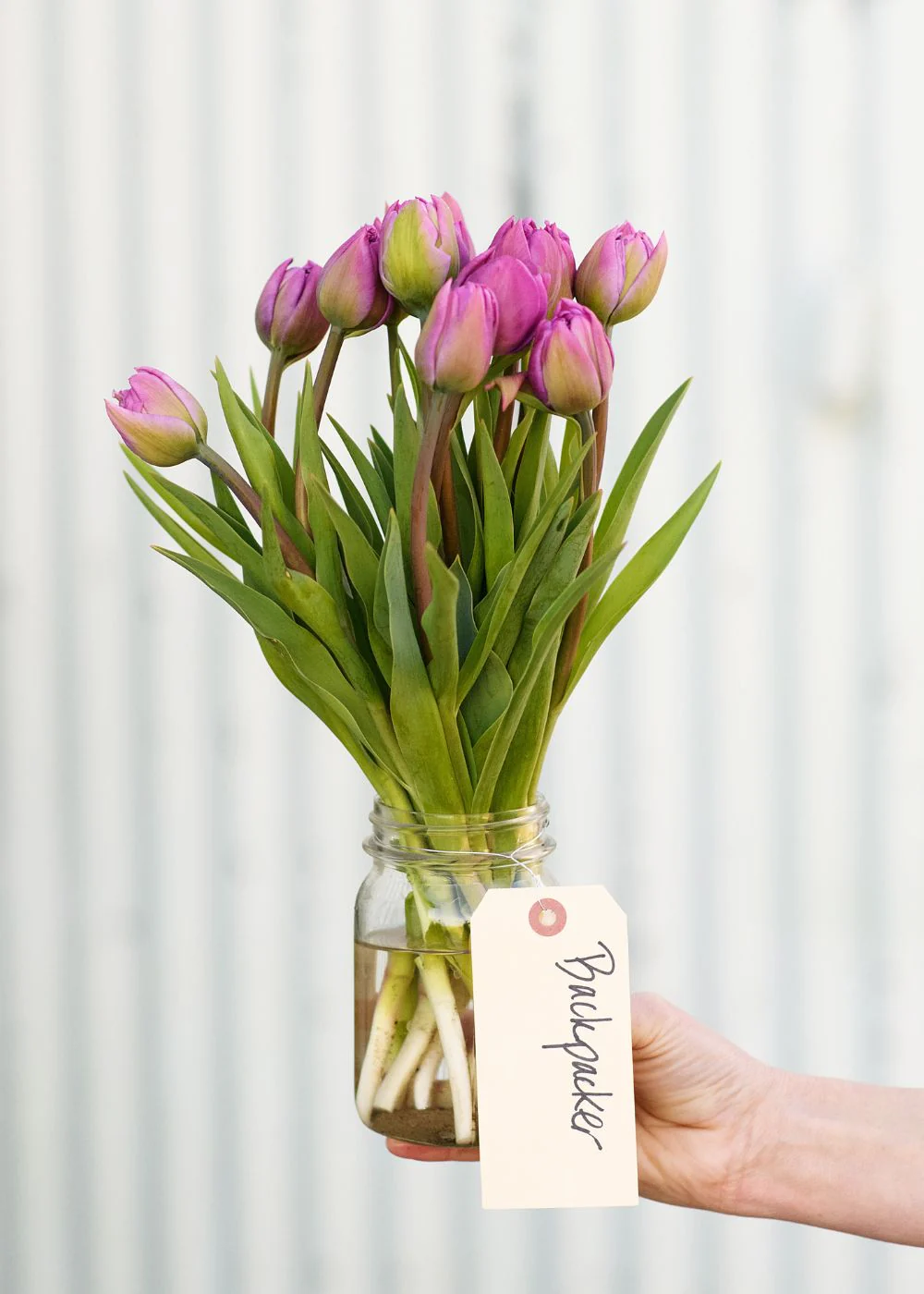 Pre-Cooled Backpacker Tulip Bulbs - Image 2