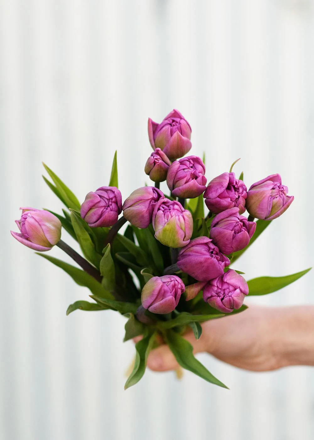 Pre-Cooled Backpacker Tulip Bulbs - Image 3