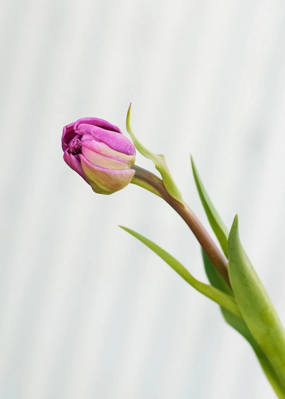 Pre-Cooled Backpacker Tulip Bulbs - Image 4
