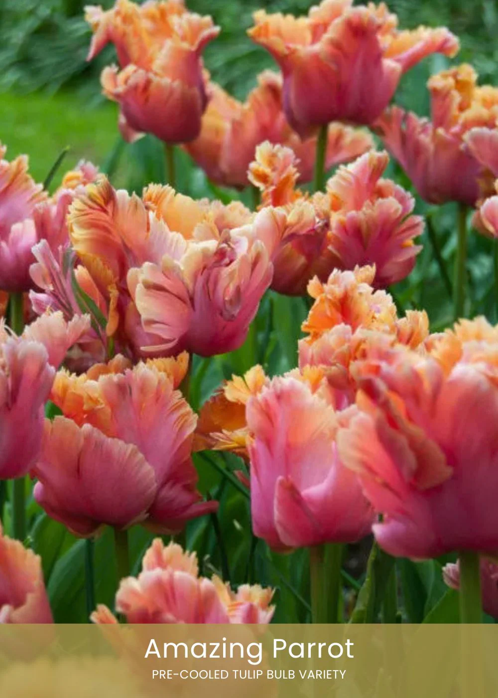 Pre-Cooled Tulip Bulbs Bold & Bright Collection - Image 4