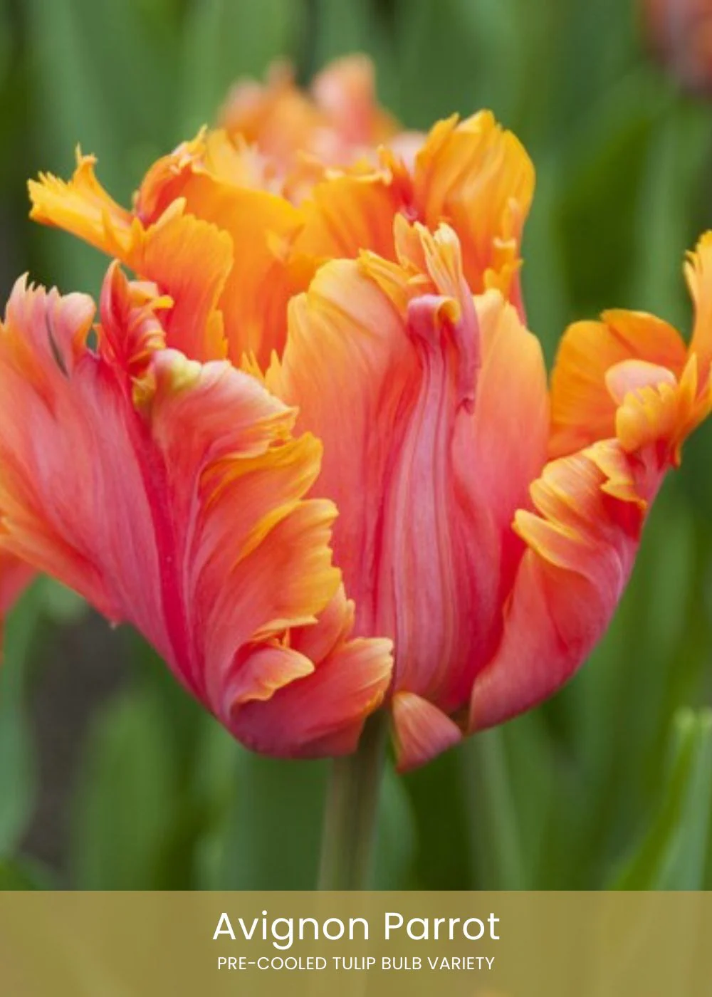 Pre-Cooled Tulip Bulbs Cut Flower Collection - Image 6