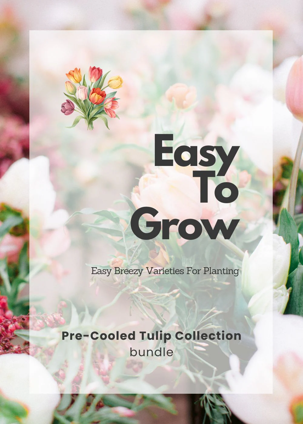 Pre-Cooled Tulip Bulbs Easy To Grow Collection