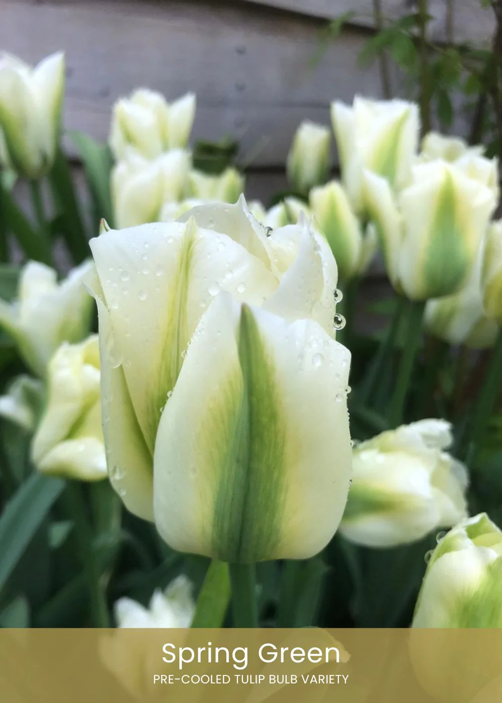 Pre-Cooled Tulip Bulbs Easy To Grow Collection - Image 2