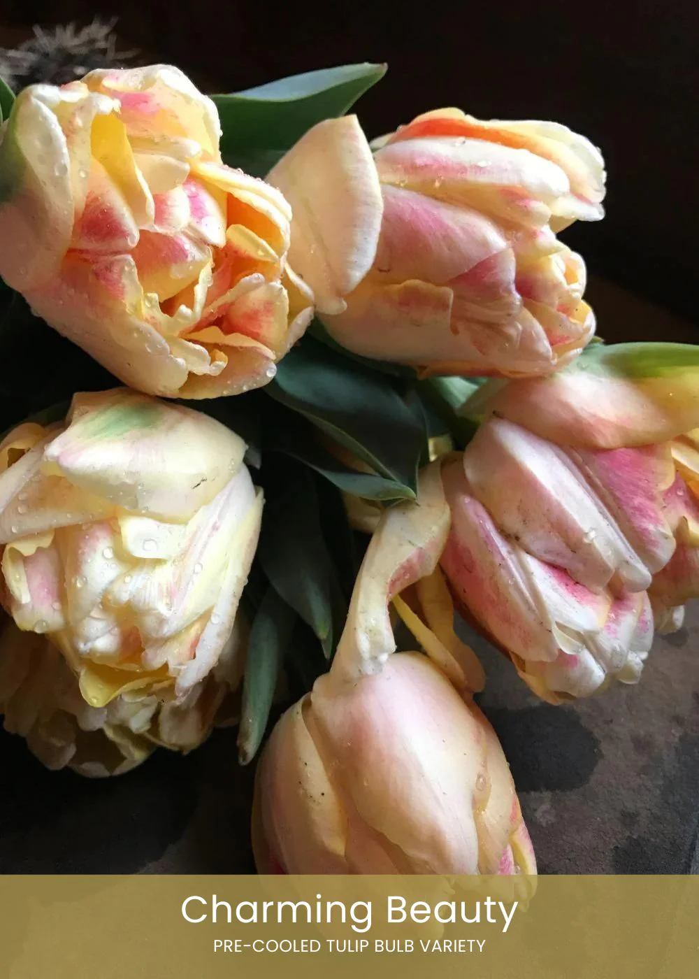 Pre-Cooled Tulip Bulbs Easy To Grow Collection - Image 3