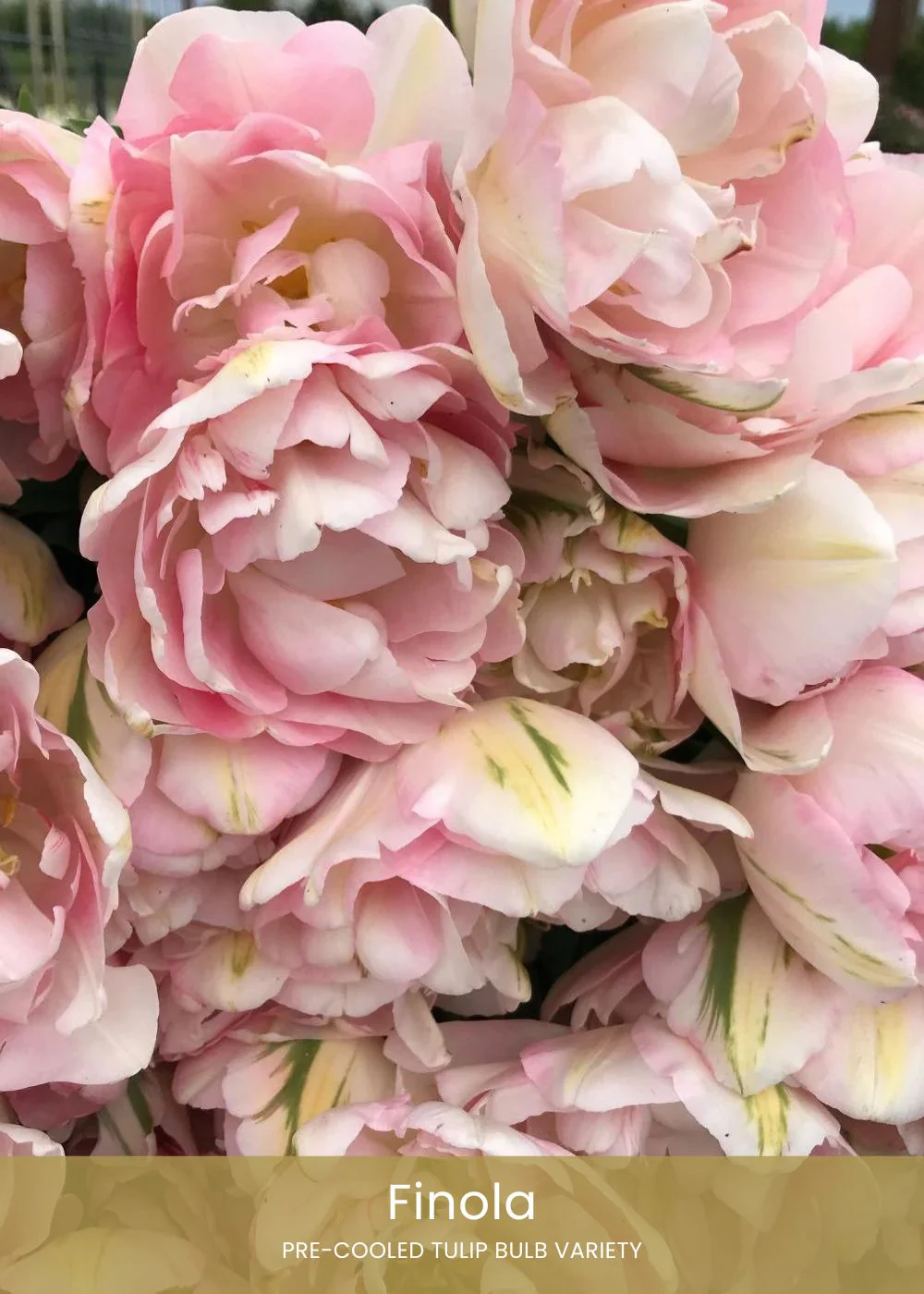 Pre-Cooled Tulip Bulbs Pretty In Pink Collection - Image 3