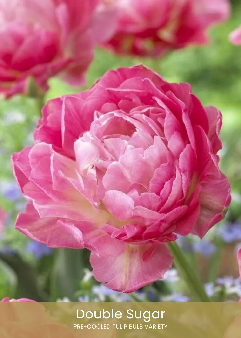 Pre-Cooled Tulip Bulbs Easy To Grow Collection - Image 6