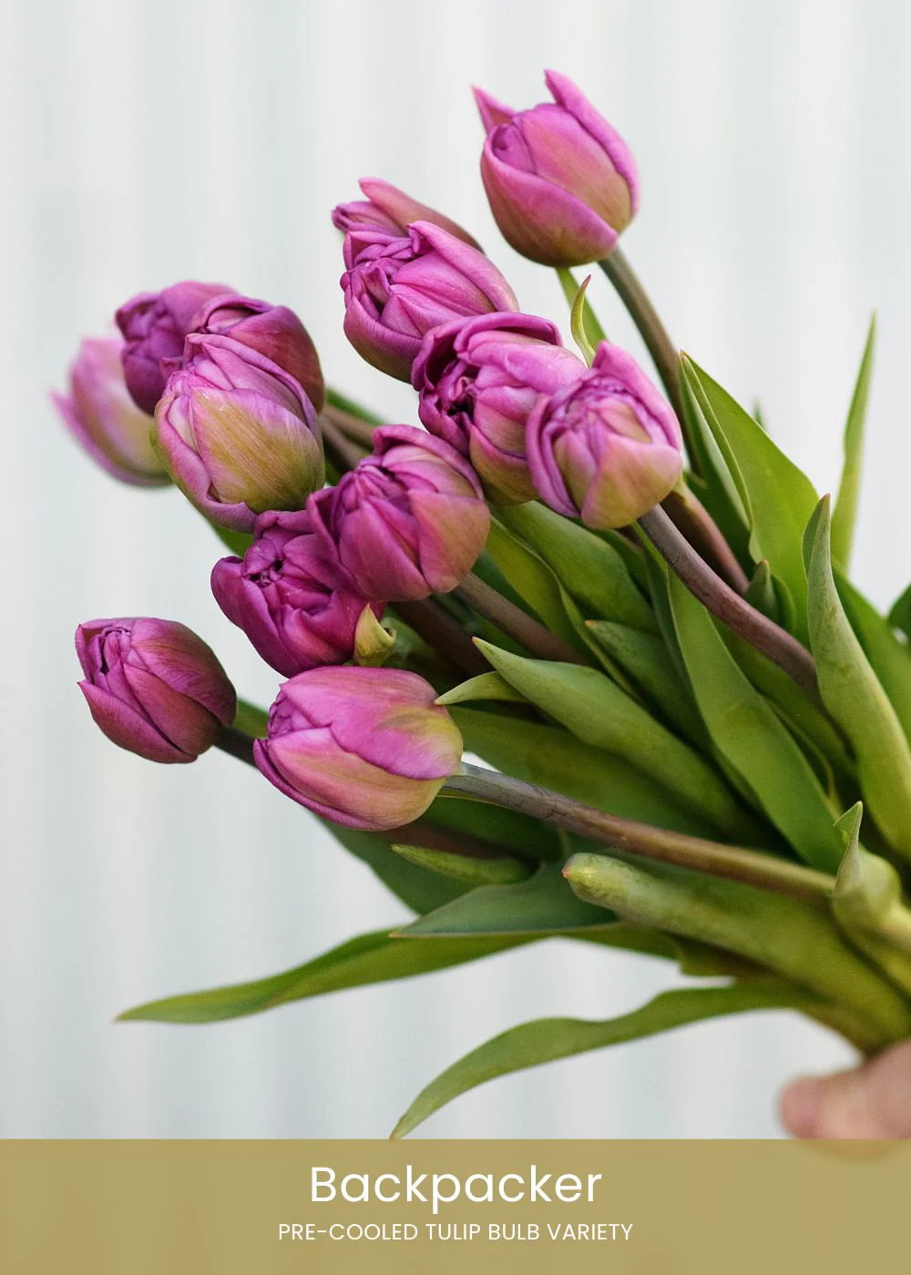 Pre-Cooled Tulip Bulbs Over The Rainbow Collection - Image 6