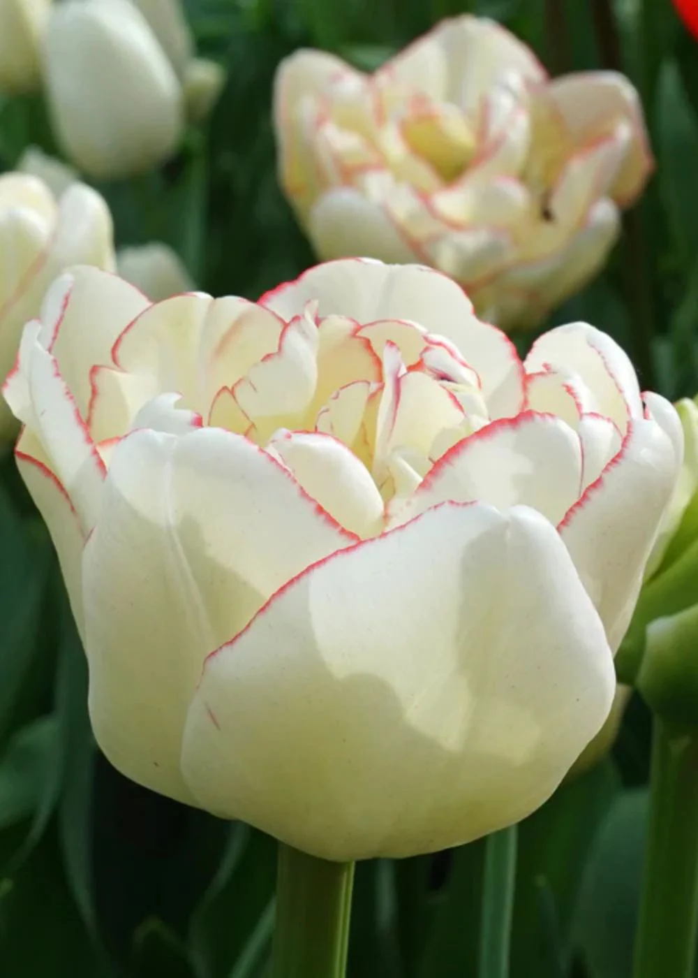 Pre-Cooled Wild Romance Tulip Bulbs
