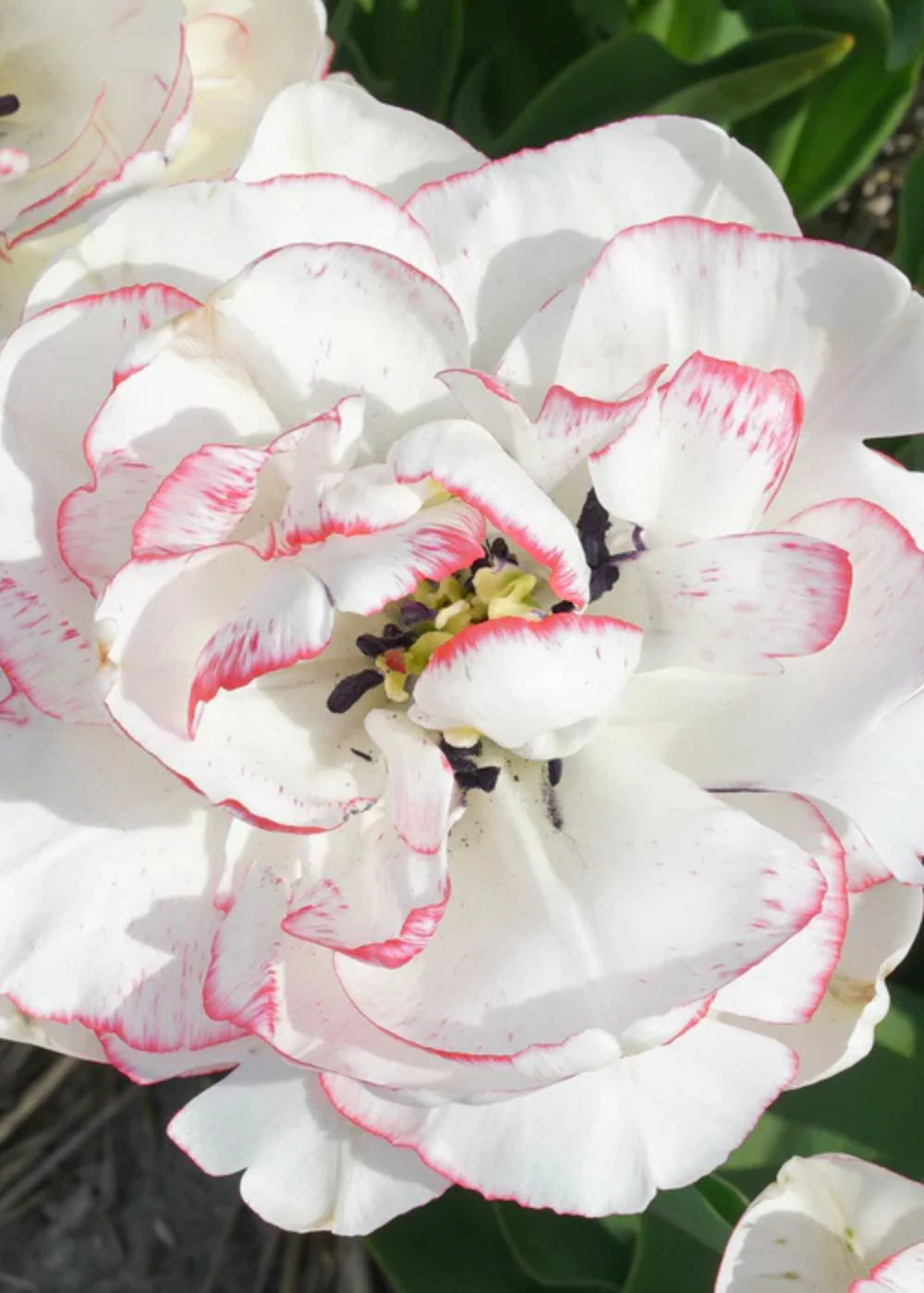 Pre-Cooled Wild Romance Tulip Bulbs - Image 2