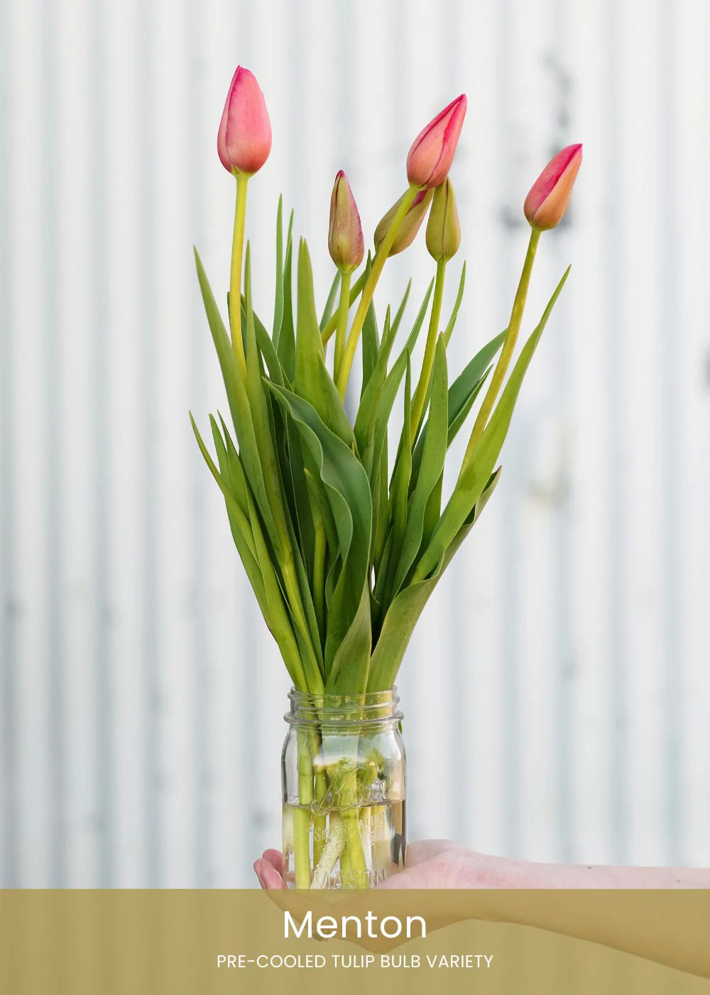 Pre-Cooled Tulip Bulbs Cut Flower Collection - Image 4