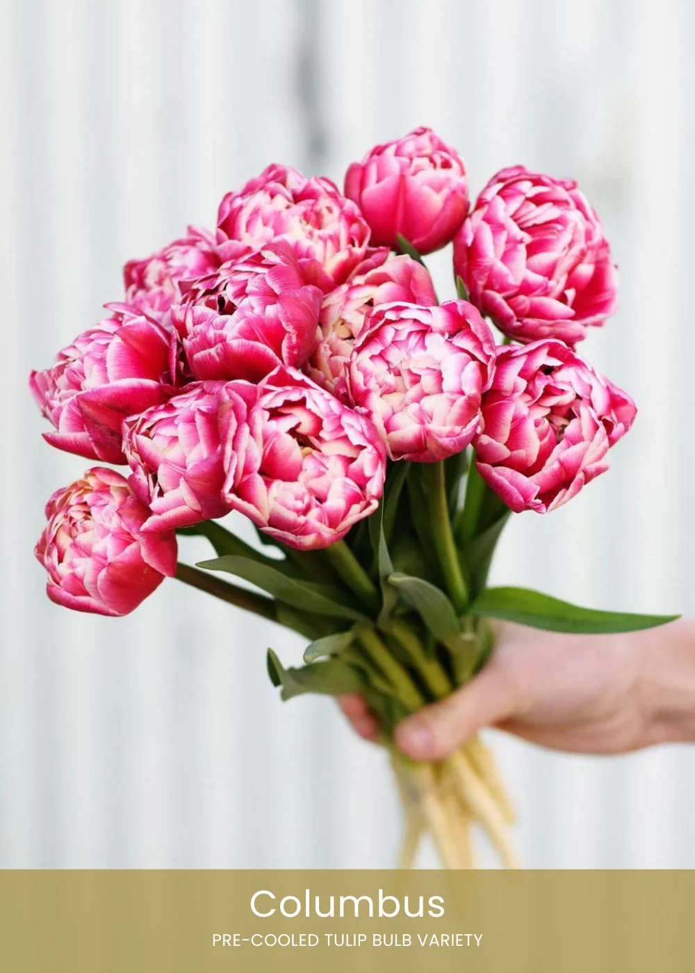 Pre-Cooled Tulip Bulbs Cut Flower Collection - Image 3