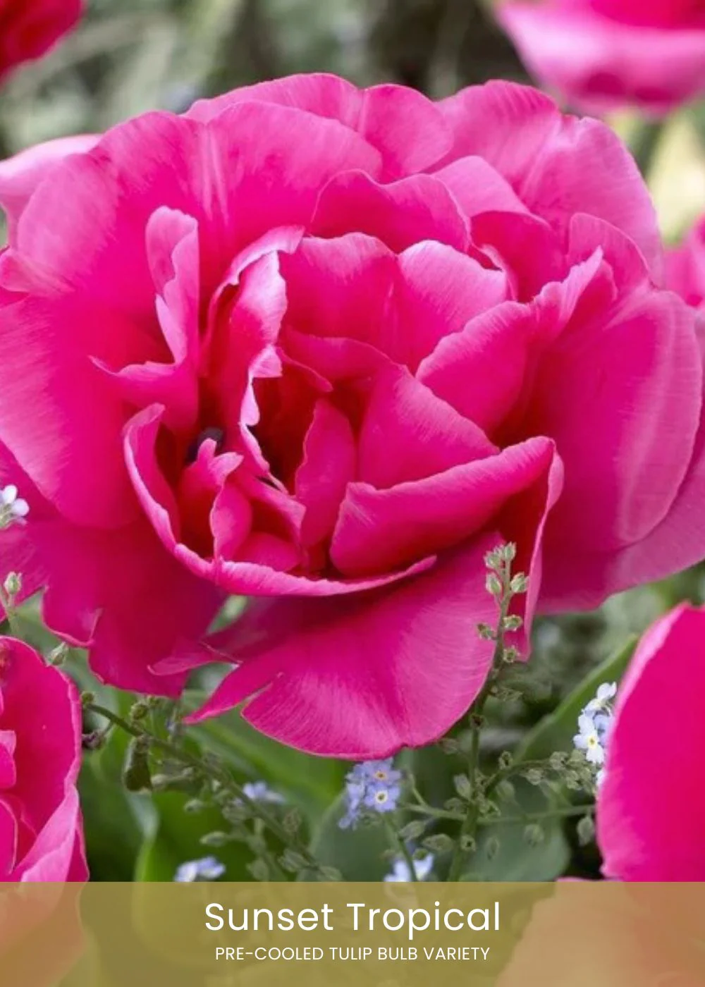 Pre-Cooled Tulip Bulbs Pretty In Pink Collection - Image 6