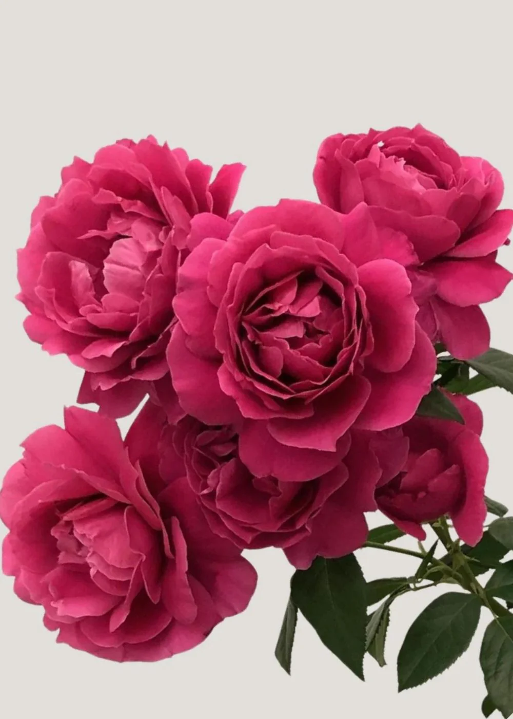 Pretty Lady Rose™ Bare Root