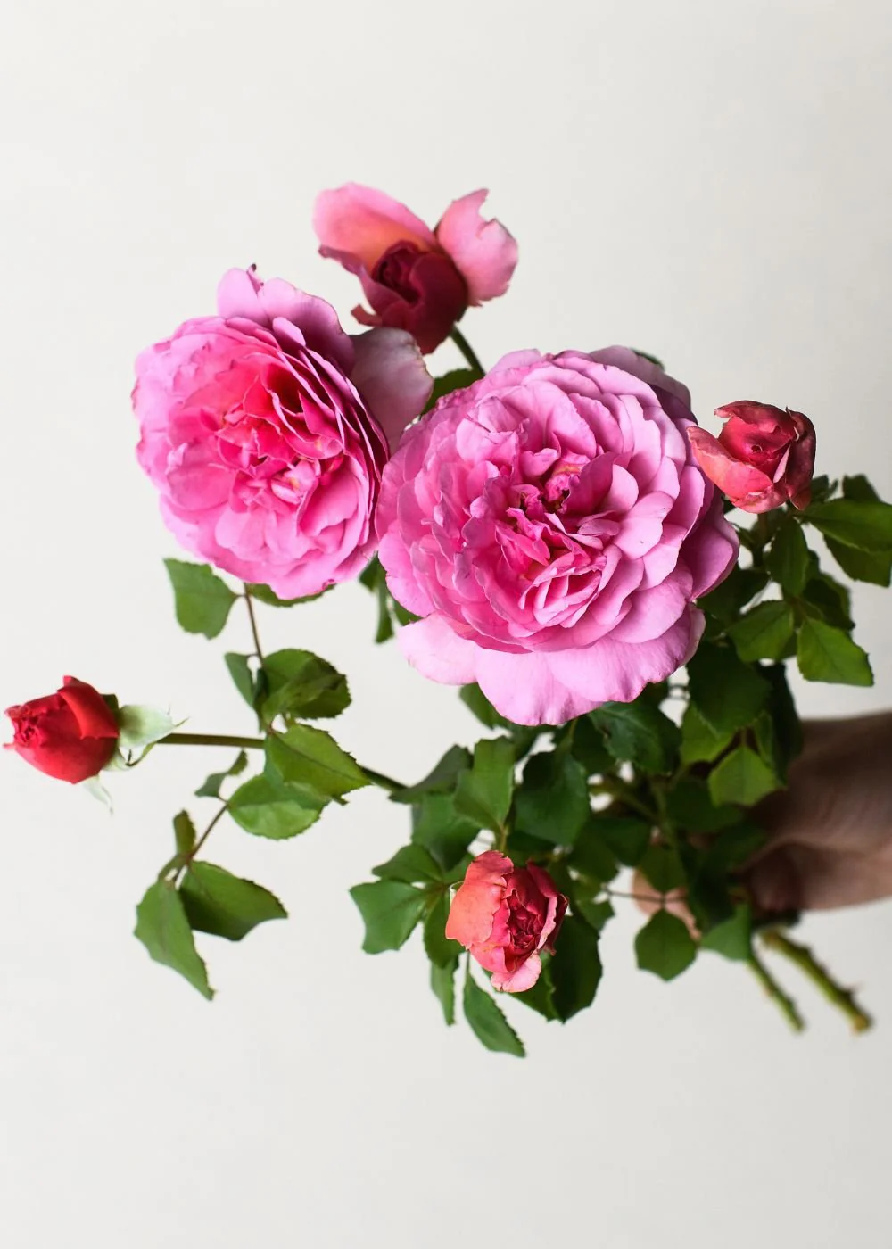 Princess Alexandra of Kent Rose Potted (Archived)