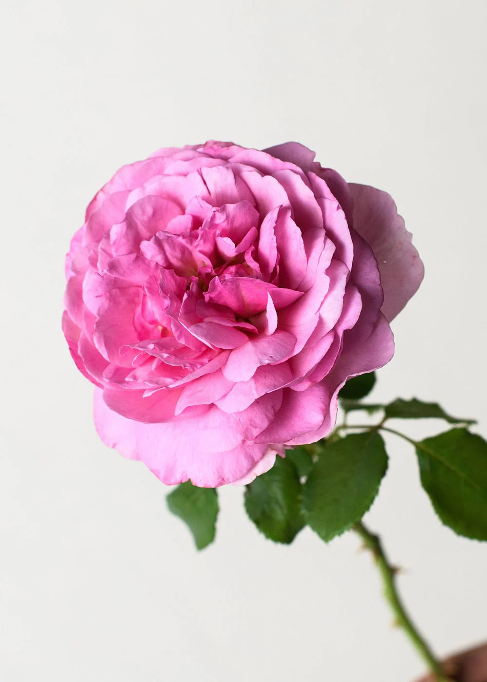 Princess Alexandra of Kent Rose Potted (Archived) - Image 2