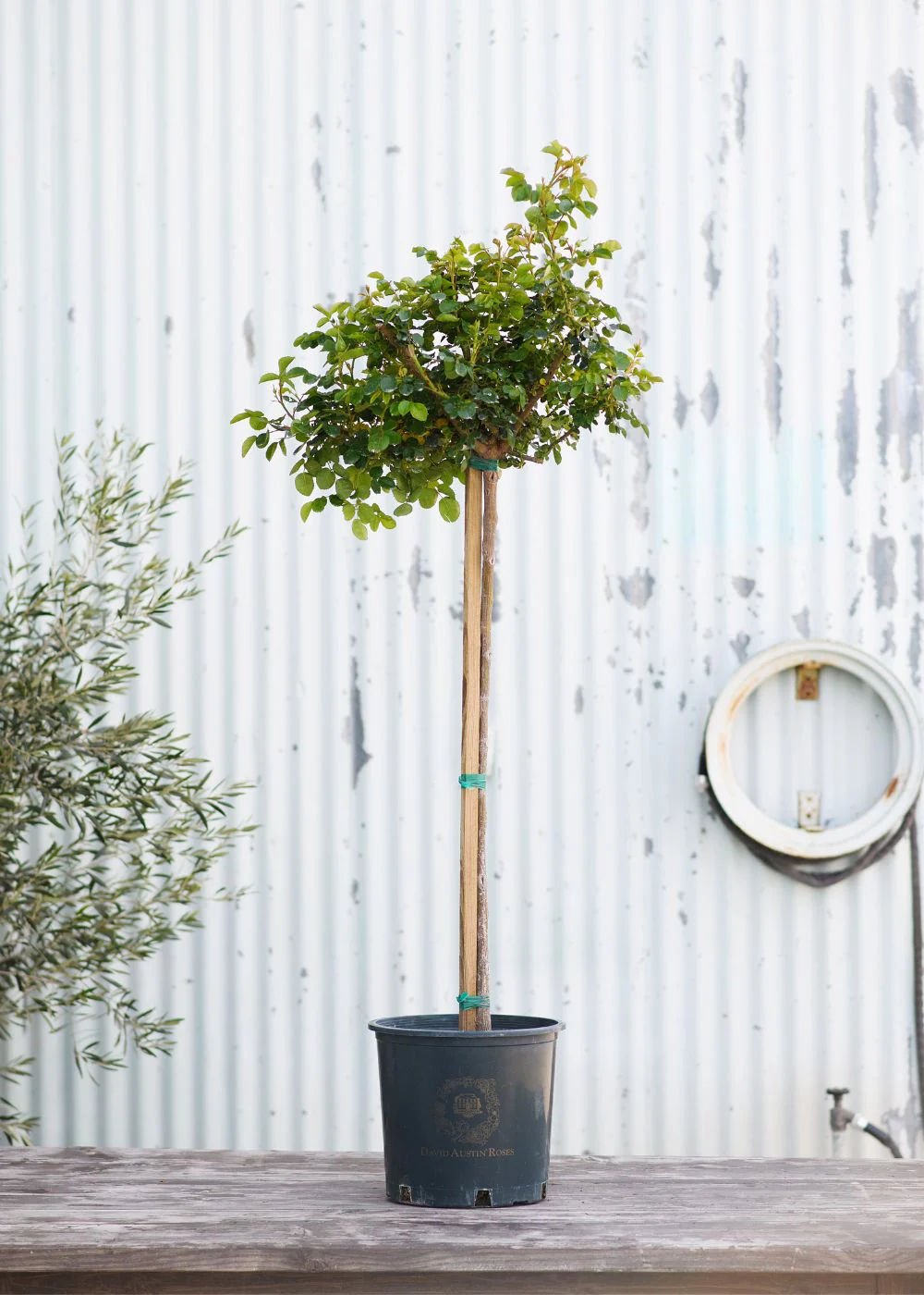 Princess Anne™ Potted Tree Rose - Image 4