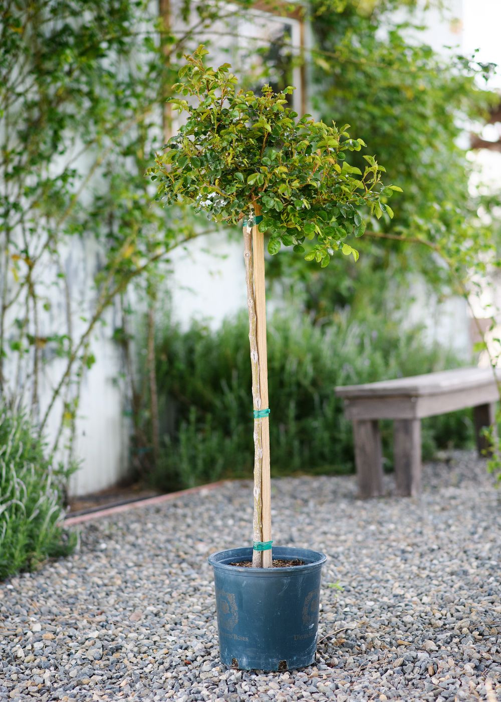 Princess Anne™ Potted Tree Rose - Image 5