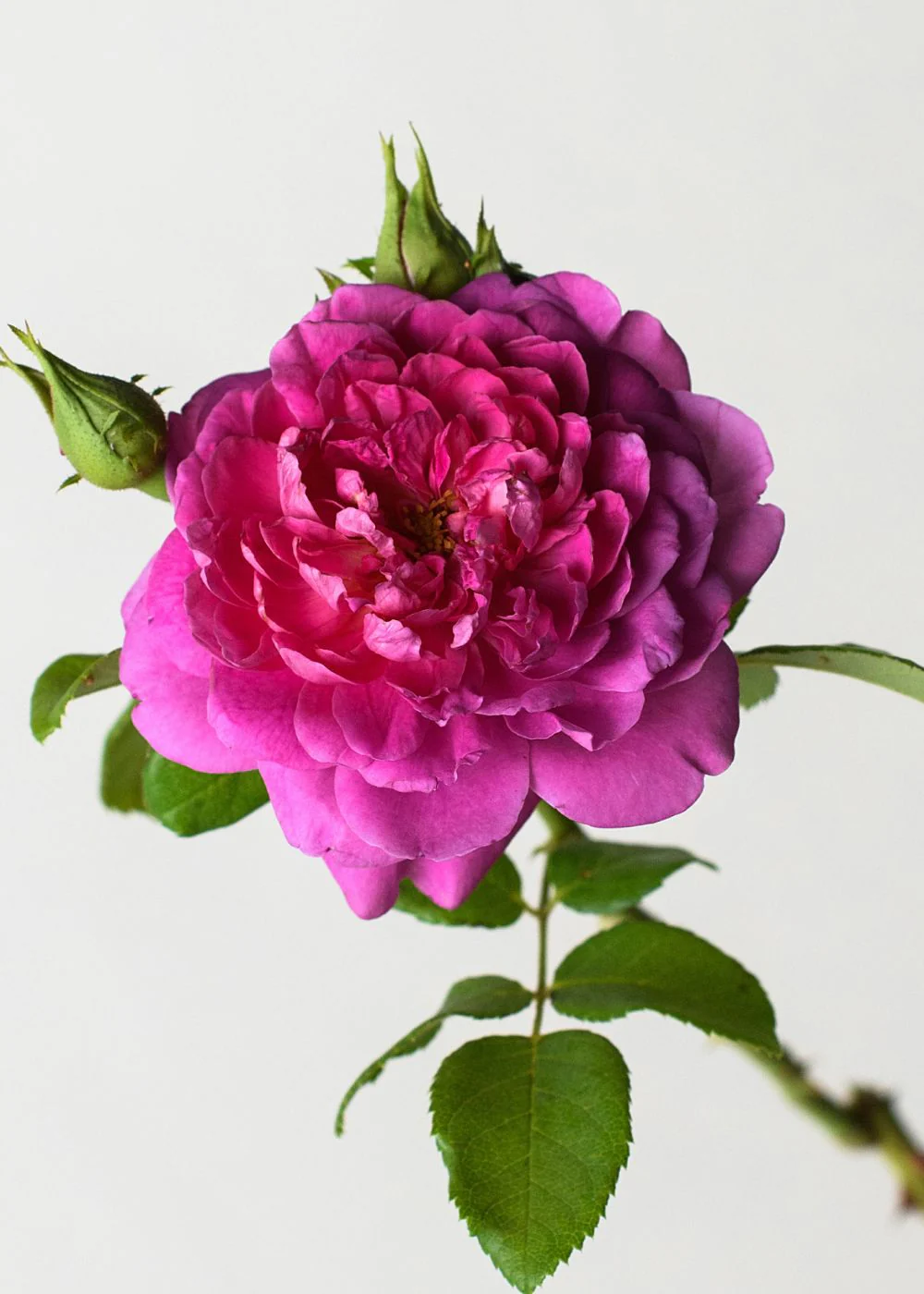 Princess Anne™ Rose Bare Root - Image 3