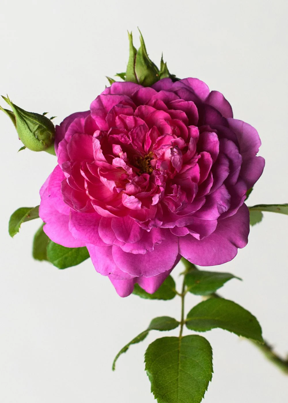 Princess Anne™ Rose Potted - Image 3