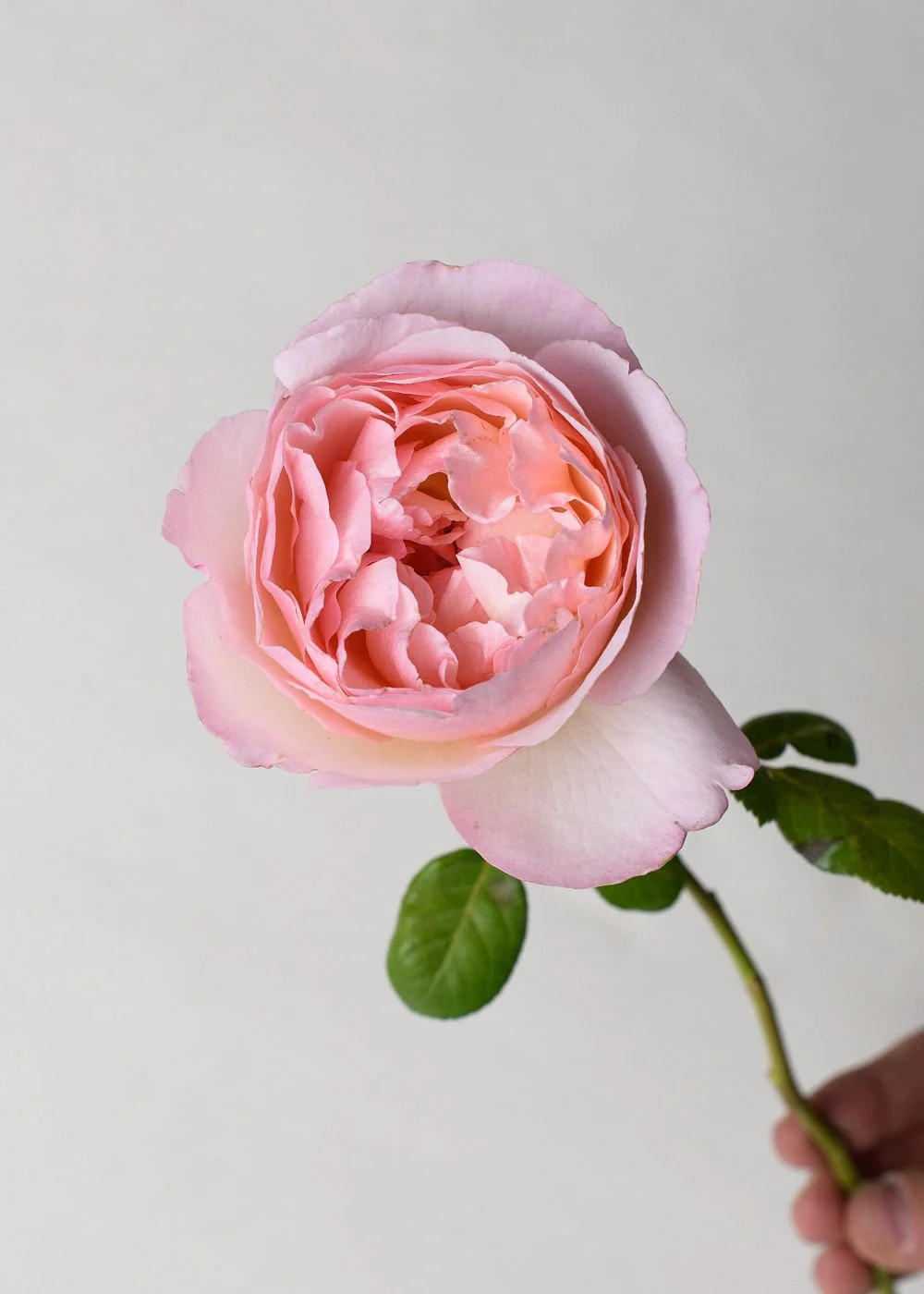 Princesse Charlene de Monaco® Rose Bare Root (Archived) - Image 2