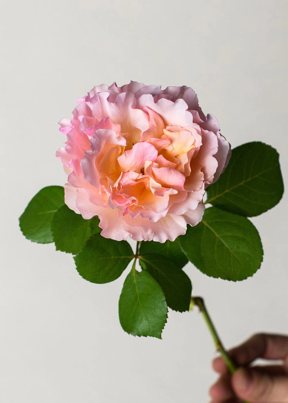 Princesse Charlene de Monaco® Rose Bare Root (Archived) - Image 3