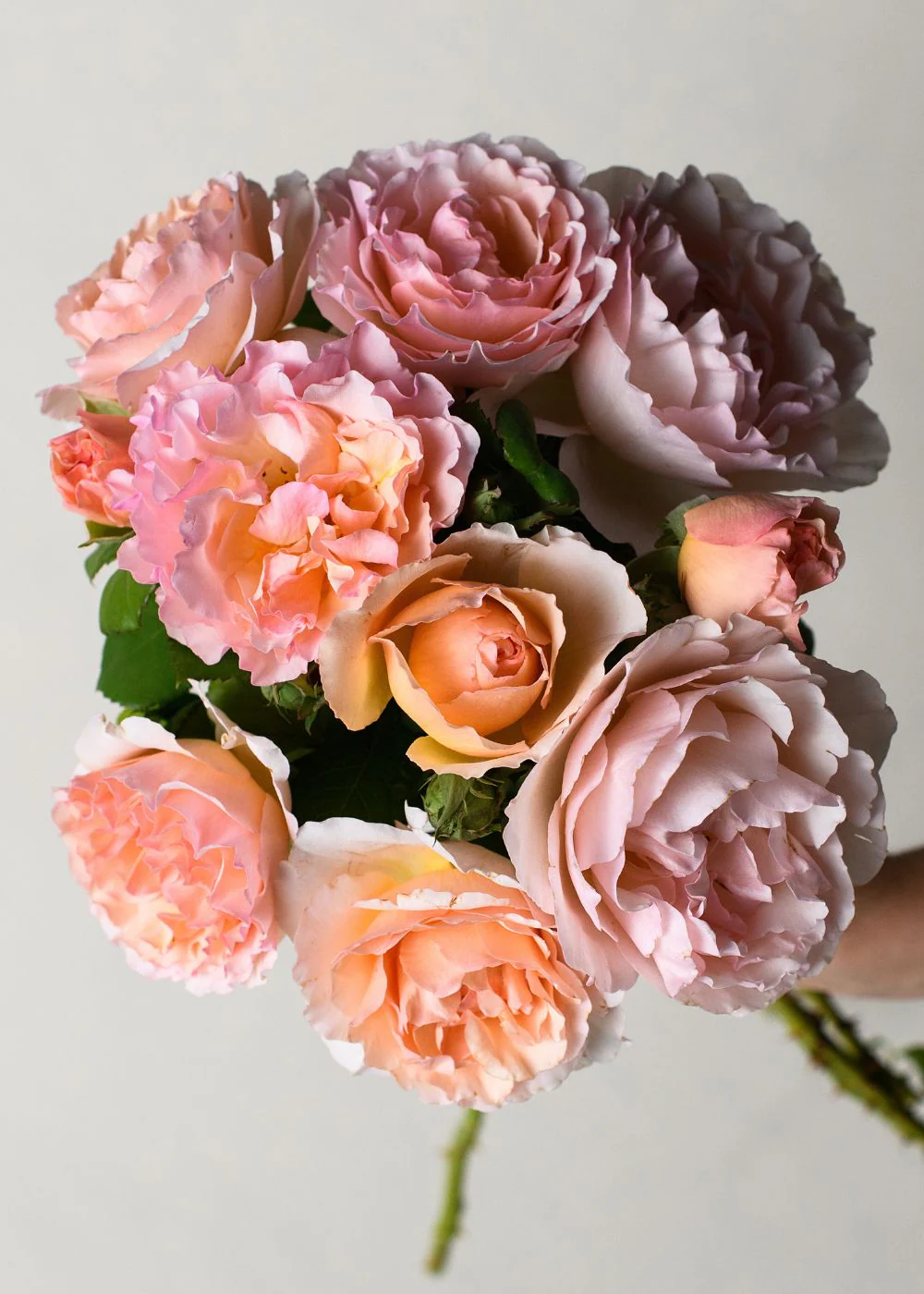 Princesse Charlene de Monaco® Rose Bare Root (Archived) - Image 4