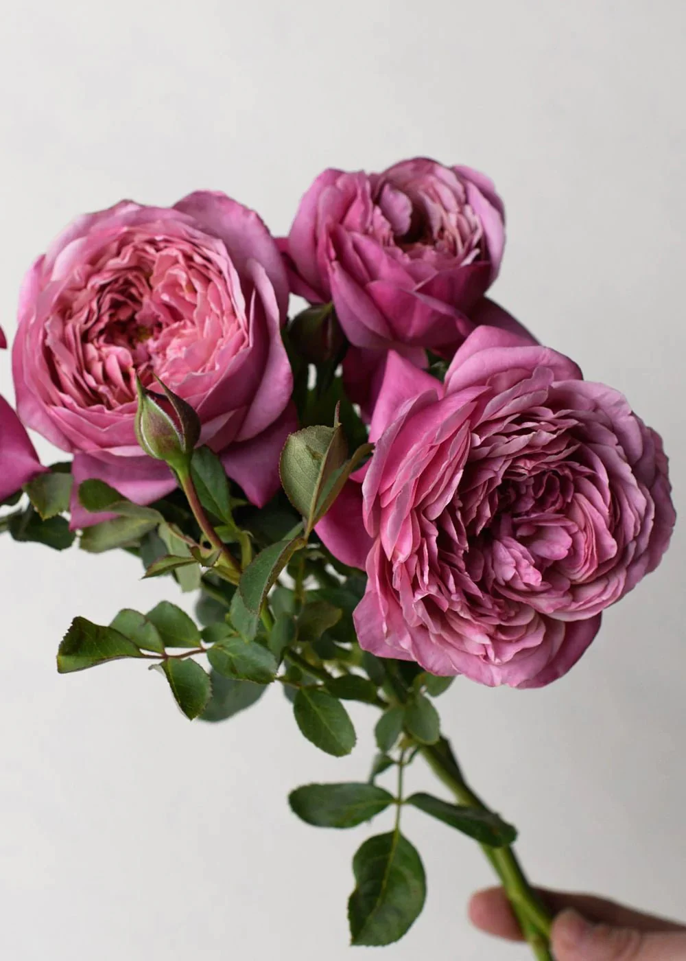 Queen of Elegance⢠Potted Tree Rose (Archived)