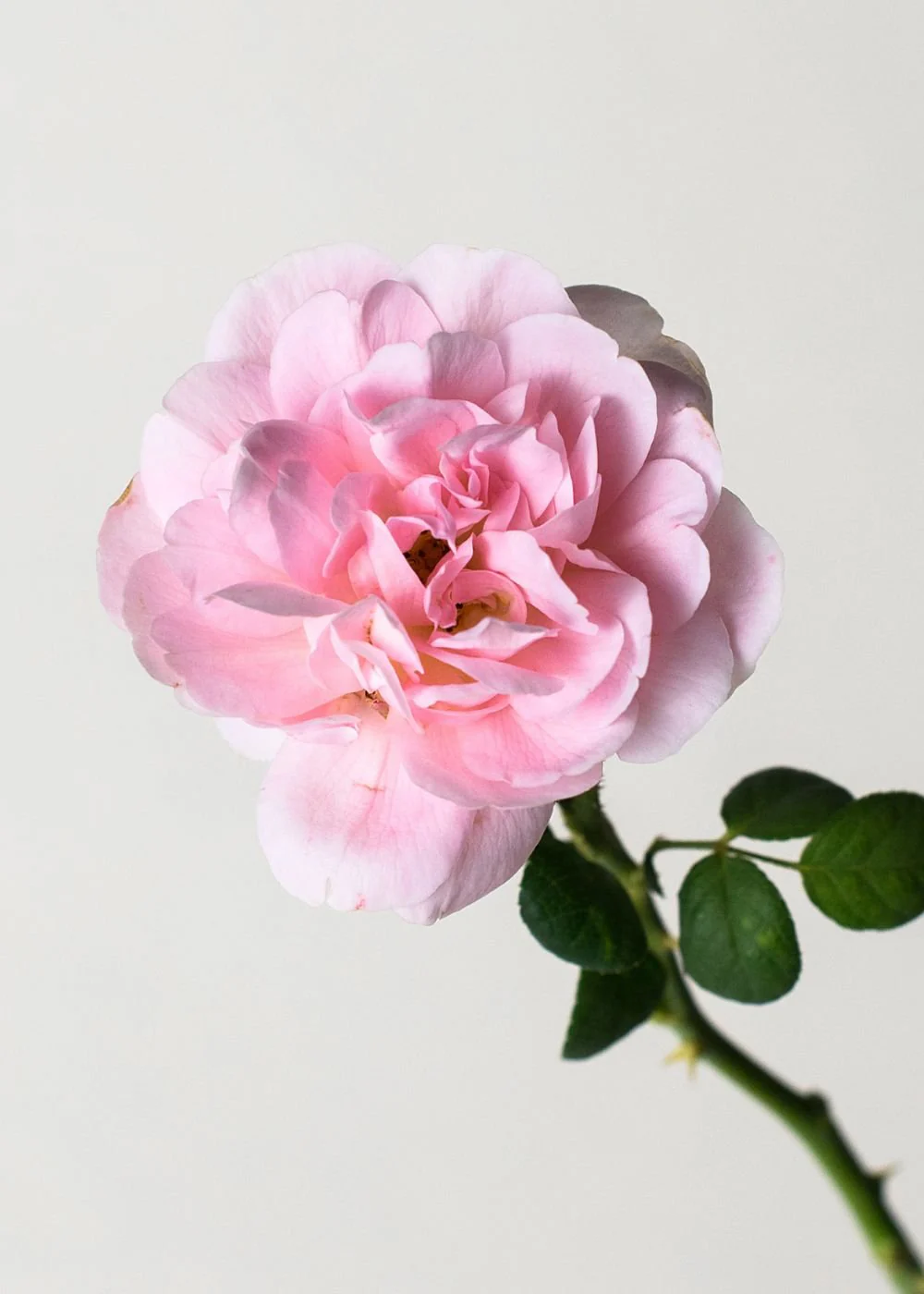 Queen Of Sweden Rose Bare Root (Archived) - Image 2