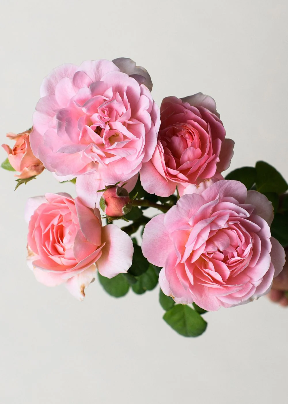 Queen Of Sweden Rose Potted (Archived)