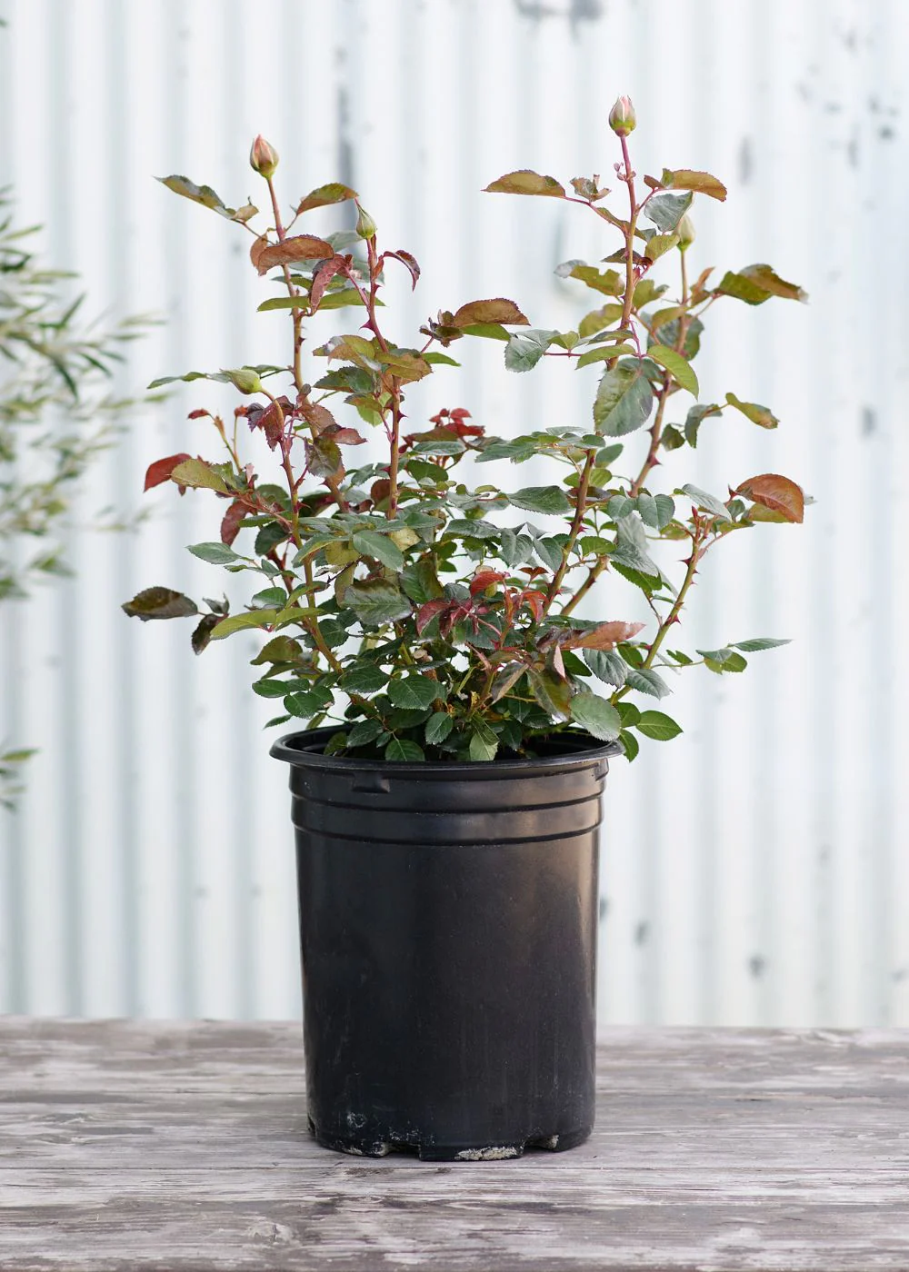 Raspberry Cupcake⢠Rose Potted (Archived) - Image 2
