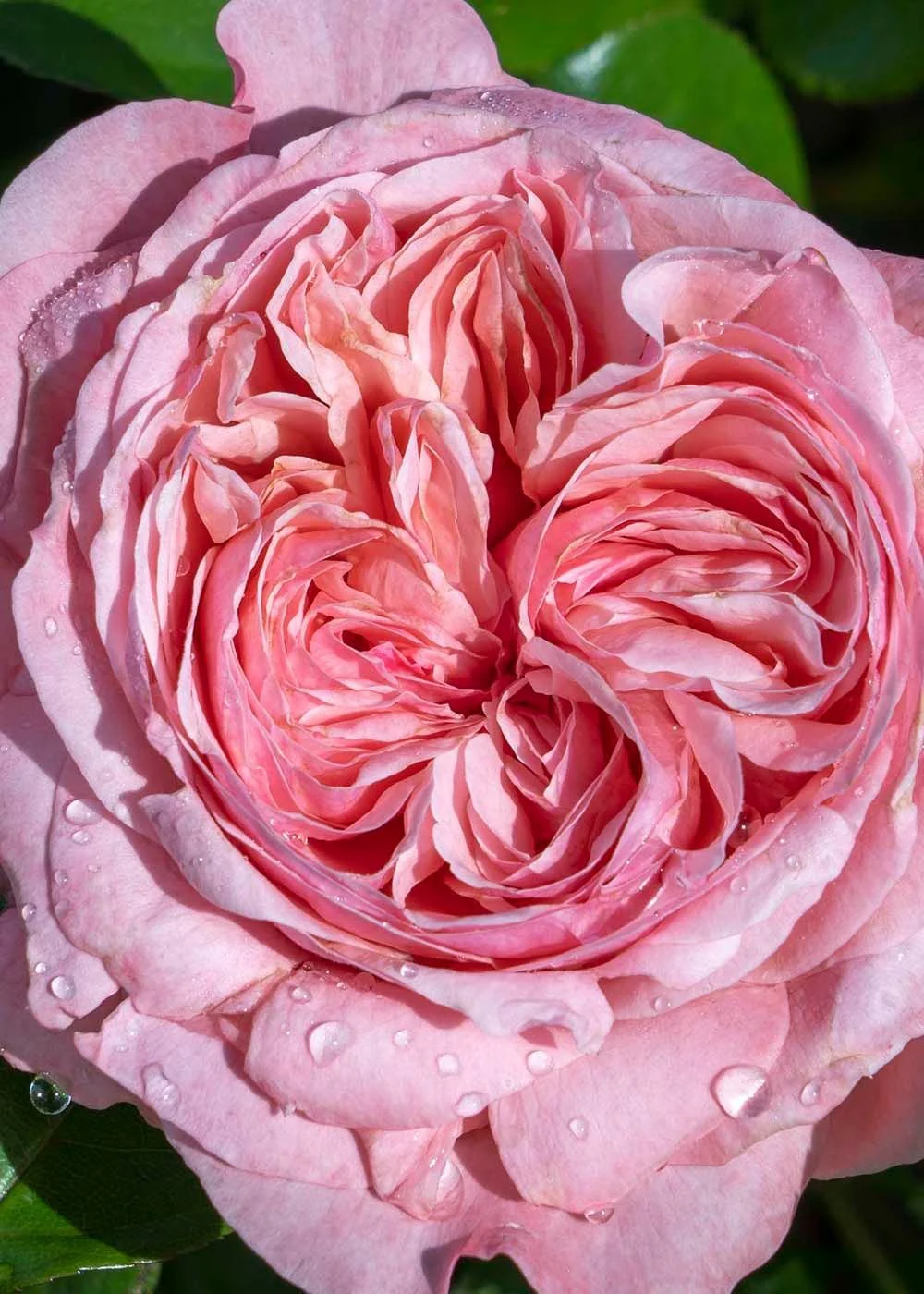 Romantica® Ball Gown⢠Rose Potted (Archived)