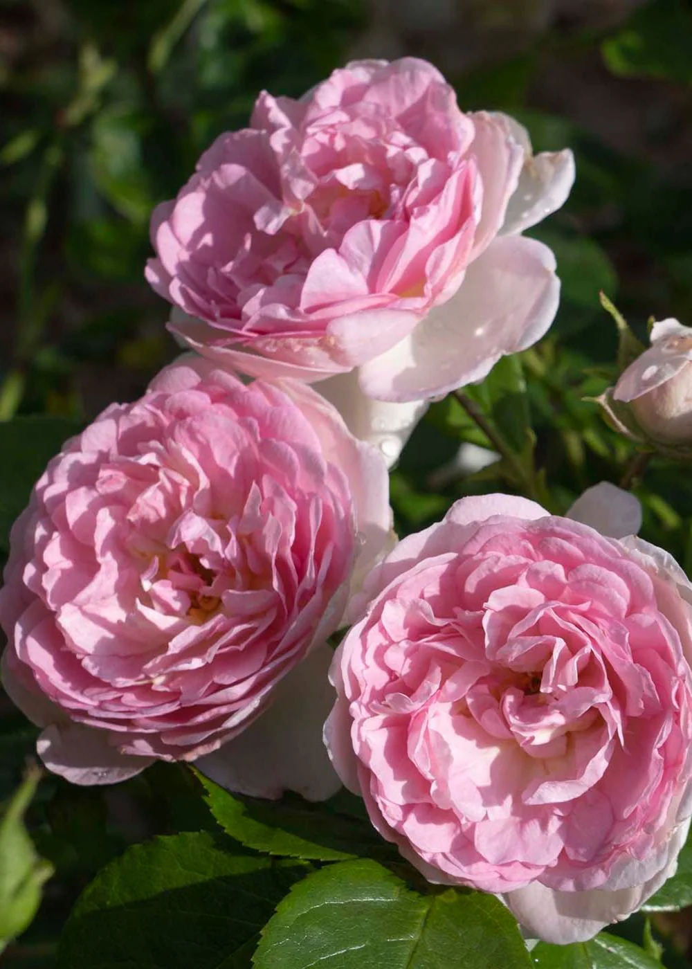 Romantica® Ball Gown⢠Rose Potted (Archived) - Image 2