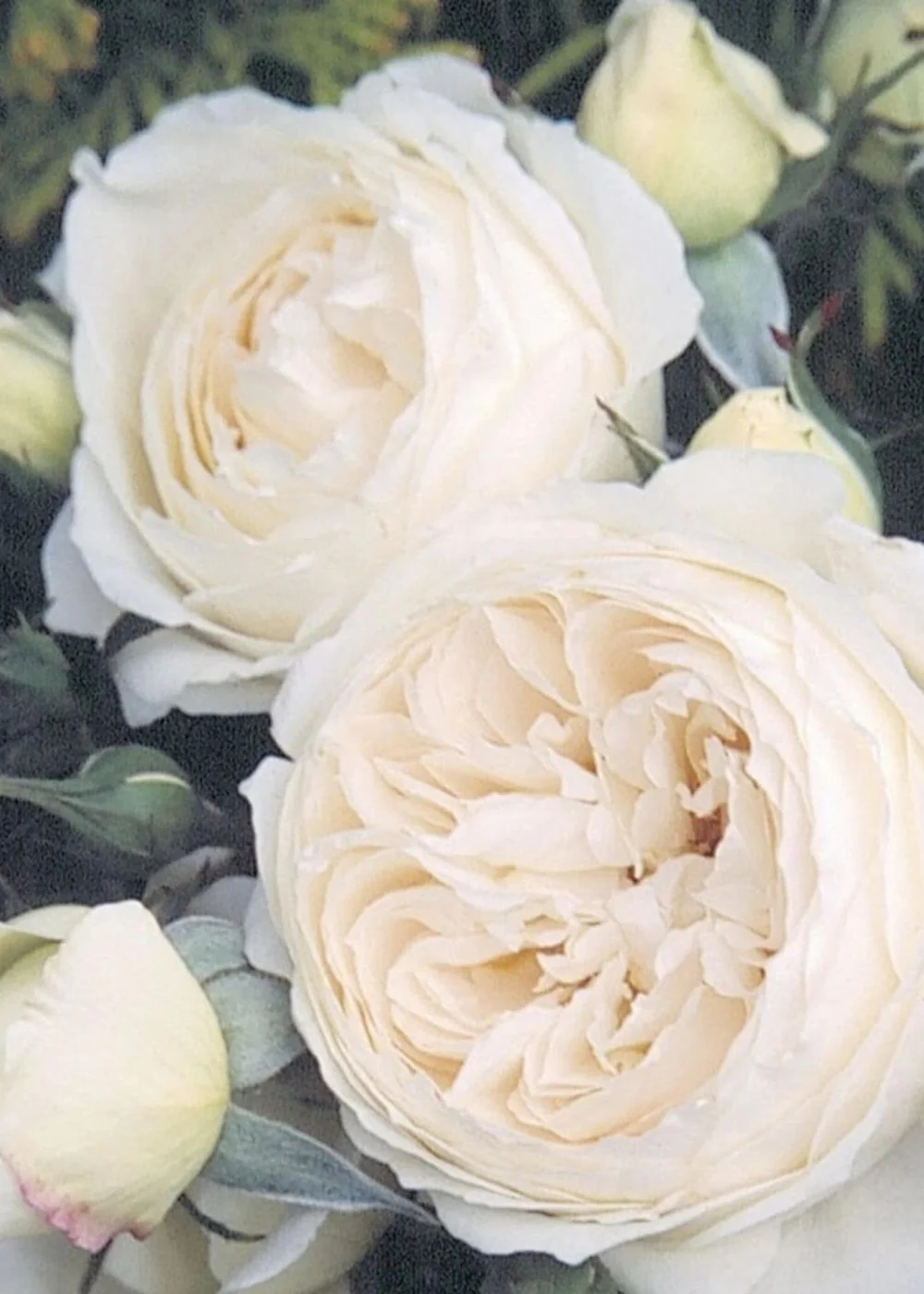 Rose Marie Rose Bare Root (Archived)