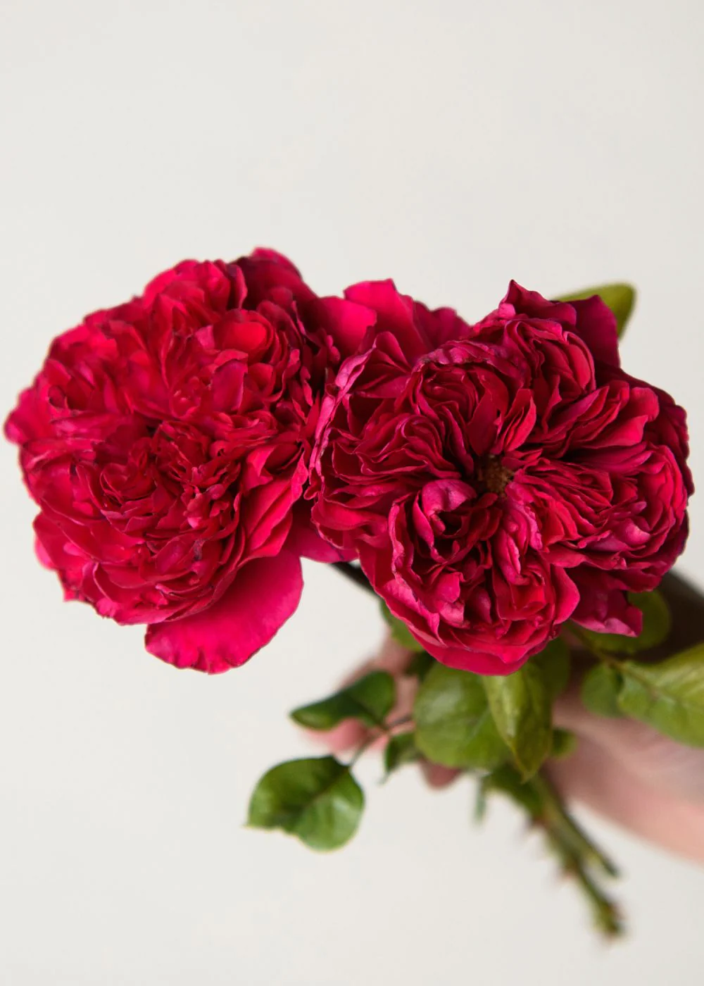 Rouge Royale™ Rose Bare Root (Archived)
