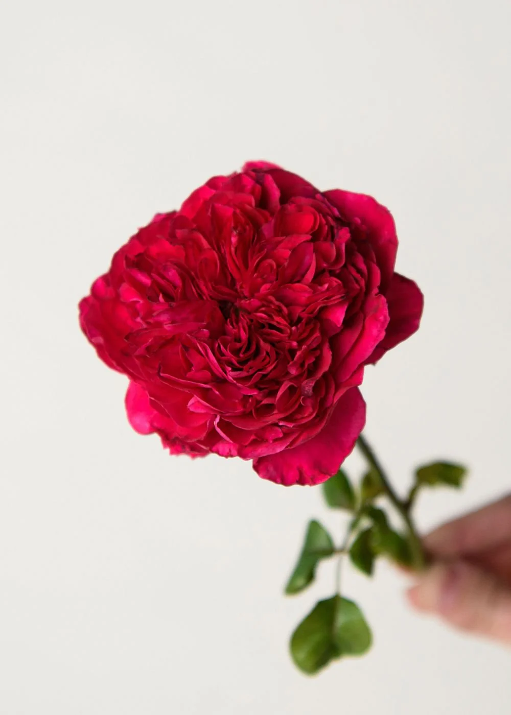 Rouge Royale™ Rose Bare Root (Archived) - Image 2