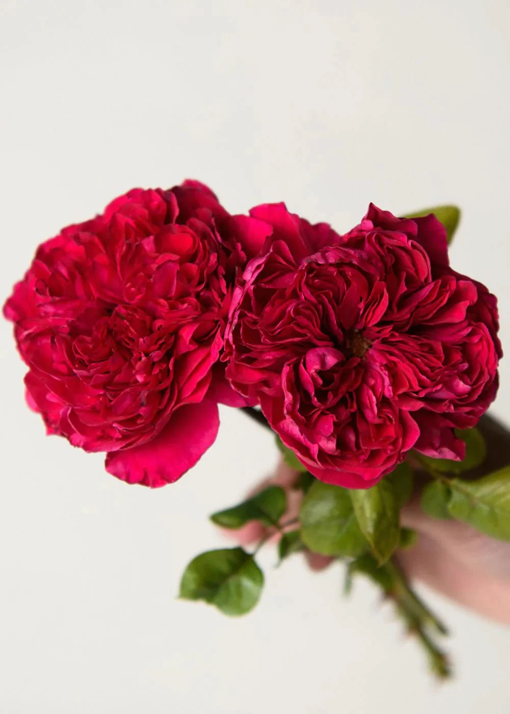 Rouge Royale™ Rose Potted (Archived)