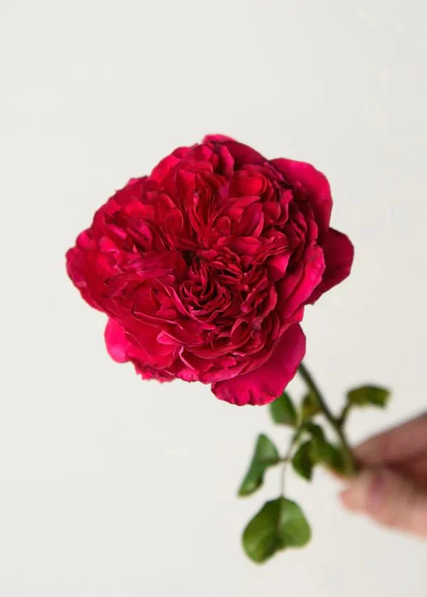 Rouge Royale™ Rose Potted (Archived) - Image 2