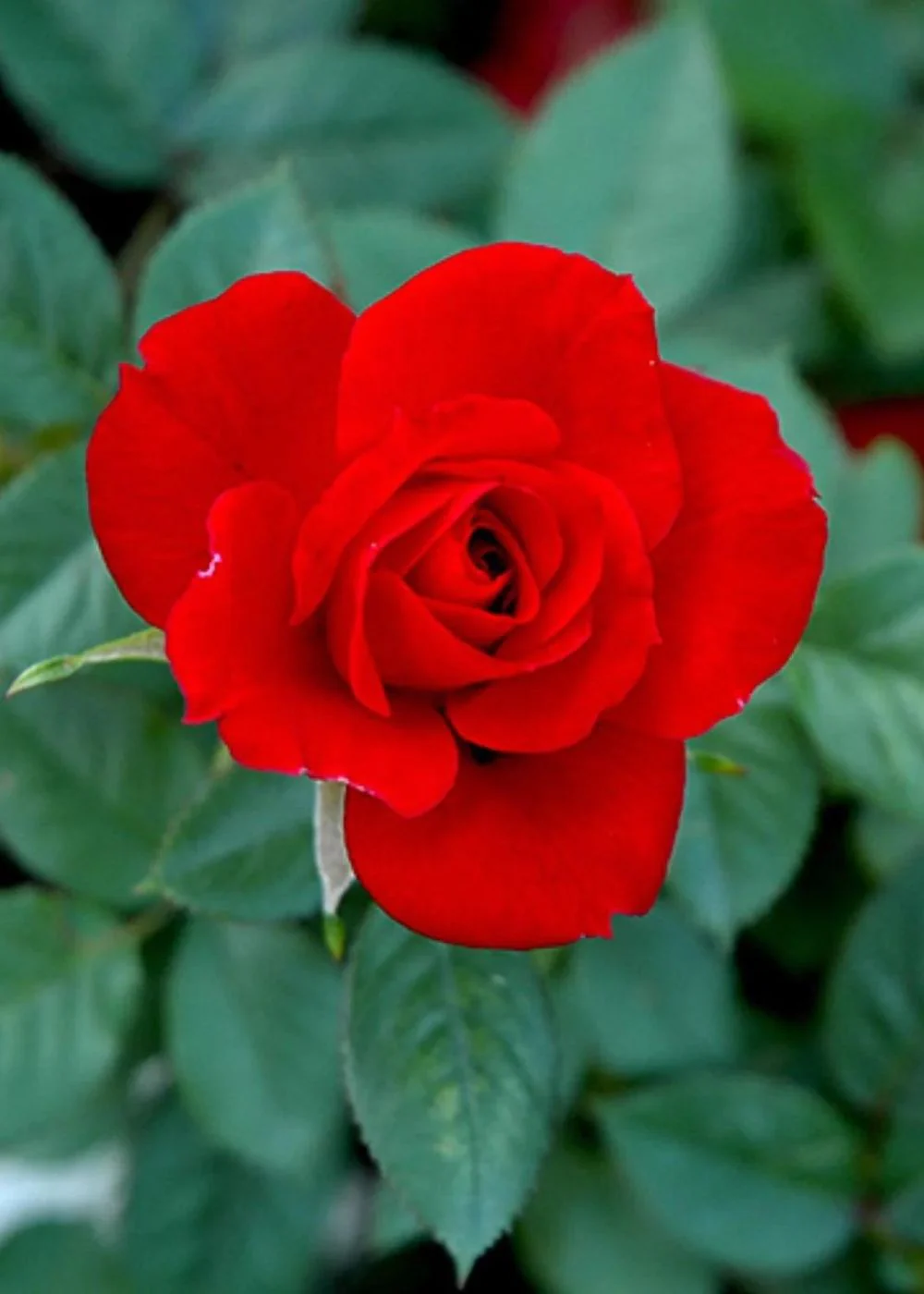 Ruby Red⢠Rose Bare Root (Archived)