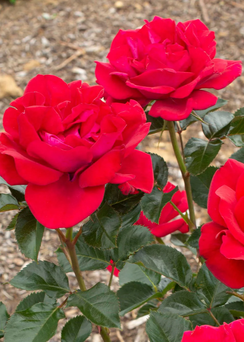 Ruby Red⢠Rose Bare Root (Archived) - Image 2