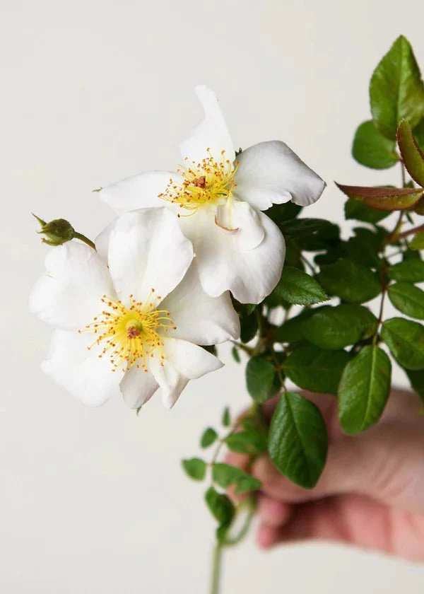 Sally Holmes Climbing Rose Potted - Image 3
