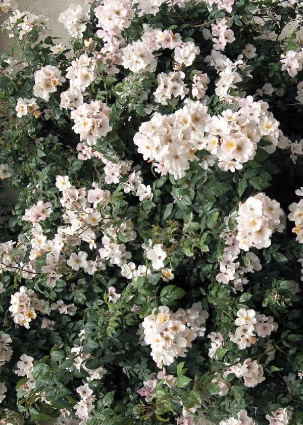 Sally Holmes Climbing Rose Potted - Image 4