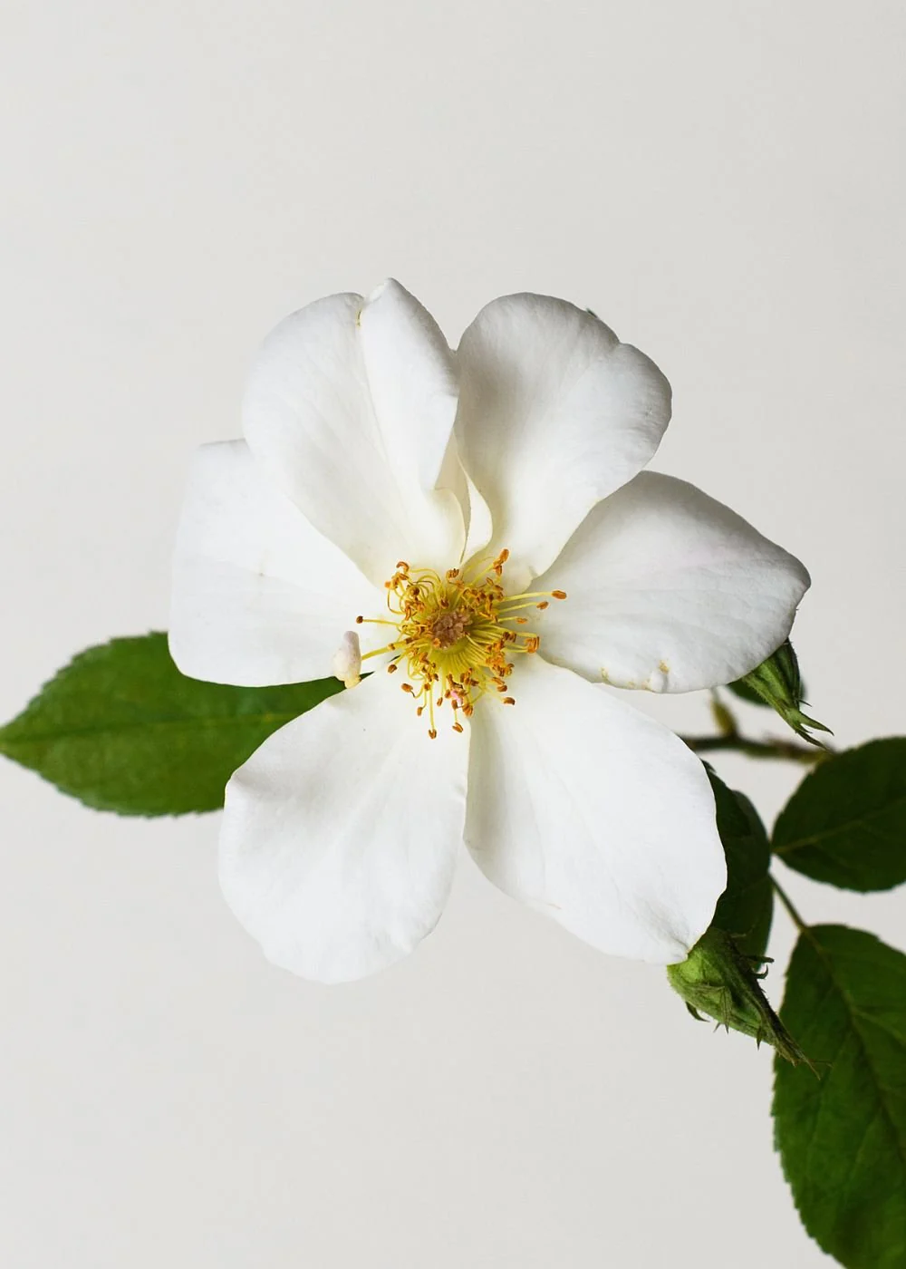 Sally Holmes Climbing Rose Bare Root (Archived)