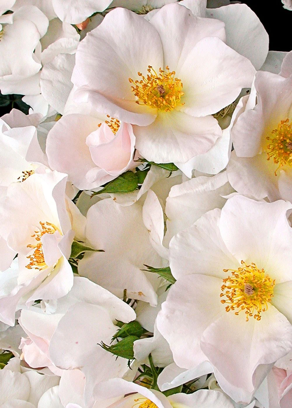 Sally Holmes Climbing Rose Bare Root (Archived) - Image 2