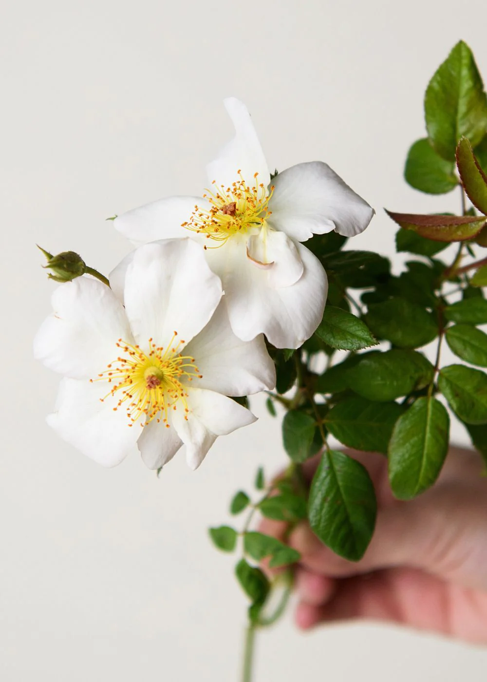 Sally Holmes Climbing Rose Bare Root (Archived) - Image 3