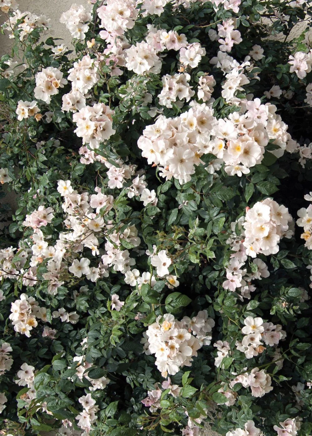 Sally Holmes Climbing Rose Bare Root (Archived) - Image 4