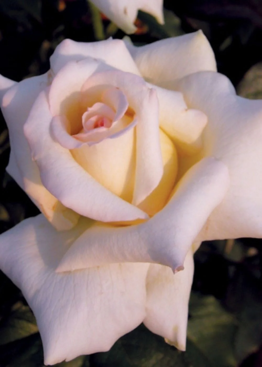 Caroline de Monaco® Rose Potted